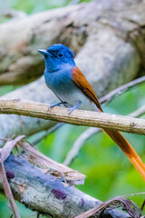 Wall Mural - The Asian Paradise – flycatcher on a branch