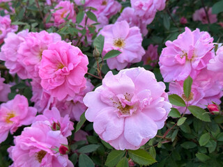 Wall Mural - Delicate pink roses flowers bush