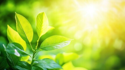 Wall Mural - bright green leaves illuminated by sunlight, creating a serene and vibrant atmosphere.