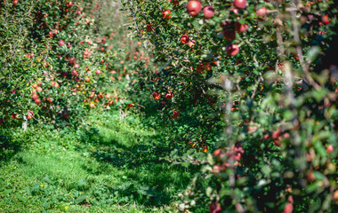 Poster - Red apples grow on tree in morning sunshine