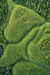 Wall Mural - Quiet drive along a tree lined road in bright daylight with greenery all around