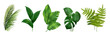 © Natalia - Plant of tropics. 3D leaves of Monstera, banana, fern and palm tree composition. Green exotic foliage bouquet. Botanical garden decoration element. Vector jungle tropical realistic isolated elements