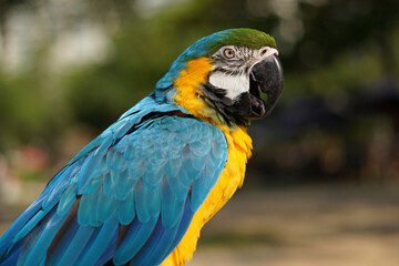 Wall Mural - Vibrant Blue-and-Yellow Macaw