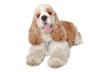 Wall Mural - Happy american cocker spaniel dog on a white background