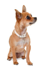 Wall Mural - chihuahua puppy dog is sitting on a white background