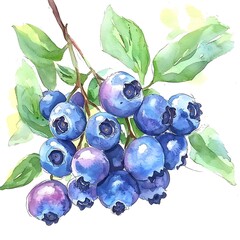 Canvas Print - Watercolor painting of a bunch of blueberries on the branch with green leaves.