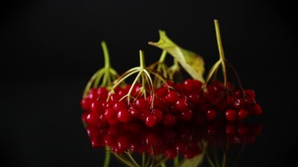 Wall Mural - branch of ripe red viburnum, isolated on black background