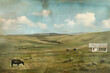 © Taufiq - A serene landscape featuring rolling hills, a lone horse, and an abandoned building.