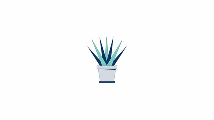 Poster - Exotic houseplant with sharp leaves cultivation 2D object animation. Home garden hobby cartoon 4K video, alpha channel. Fresh potted plant growing animated flat item on white background