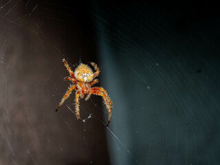 spider on the web