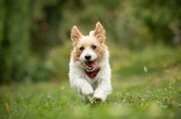 Wall Mural - Playful happy active terrier dog running in the grass. Puppy hyperactivity. Dogs or pets concept.