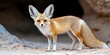 © Jetsomboon - Captivating Close-Up of a Playful Fennec Fox in Its Natural Desert Habitat with Large Ears and Soft Fur, Showcasing the Unique Beauty of Wildlife Adaptations in Arid Environments