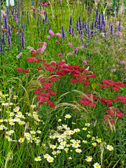 Wall Mural - Colourful Flower meadow