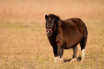 Wall Mural - A cute very fat bay little pony standing in an autumn pasture