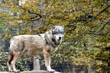  loup
