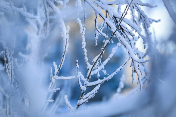 Sticker - Ice and snow on the plants after snowfall