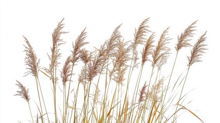 Naklejka na meble Autumnal Grasses in a Field