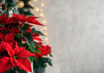 Wall Mural - Red poinsettia plants creating festive atmosphere near christmas tree with blurred lights, perfect for holiday season