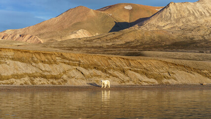 polar bear in dry terrain