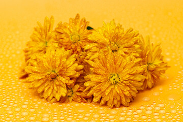 Wall Mural - beautiful chrysanthemum