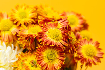 Wall Mural - beautiful chrysanthemum