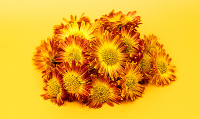 Wall Mural - beautiful chrysanthemum