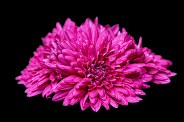 Wall Mural - beautiful chrysanthemum