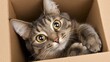 © Khritthithat - Cute Tabby Cat with Big Eyes Playing in a Cardboard Box with Whiskers and Expressive Face Captured in a Close-Up Perspective