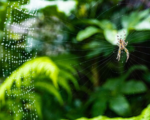 spider on web