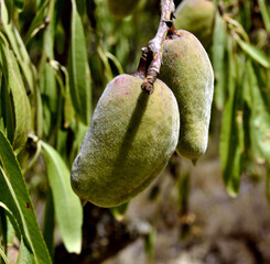 Green almonds on the tree branch.