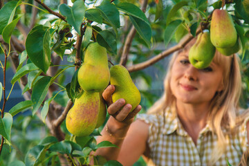 Wall Mural - Pear harvest in the garden. Selective focus.