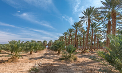 Wall Mural - Date palms is ancient plant and famous food crop in Middle East and North Africa, today this farming is important element of advanced and sustainable agriculture, No AI tools were used