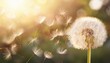 © Mdragon - 햇볕에 반짝이는 민들레 씨앗이 공중으로 날아가는 장면