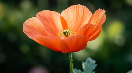 Canvas Print - Close-up of a single, vibrant orange poppy flower with delicate petals, illuminated by sunlight against a blurred green background.