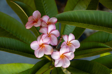 Wall Mural - Full frame macro texture background of pink and yellow flower blossoms blooming on an indoor plumeria (frangipani) plant