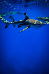 Shark swimming near surface with others in bright blue ocean, underwater shot