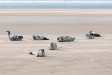seals in its natural habitat laying on the beach and dune in dutch north sea coastline (noordzee) th