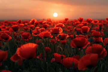 Canvas Print - Vibrant poppy field at sunset with warm glow.