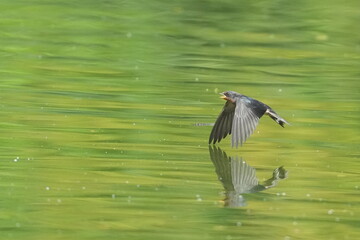 Canvas Print - barn swallow in flight