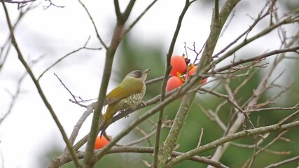 Wall Mural -  japanese green wood pecker on a persimmon tree