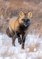 Wall Mural - The cross fox is a partially melanistic colour variant of the red fox (Vulpes vulpes) which has a long dark stripe running down its back