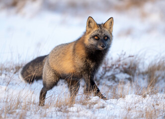 Wall Mural - The cross fox is a partially melanistic colour variant of the red fox (Vulpes vulpes) which has a long dark stripe running down its back