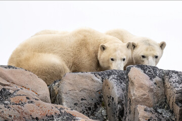 Wall Mural - The polar bear (Ursus maritimus) is a large bear native to the Arctic and nearby areas. It is closely related to the brown bear, and the two species can interbreed, Churchill, Manitoba, Canada, 