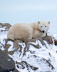 Wall Mural - the polar bear (ursus maritimus) is a large bear native to the arctic and nearby areas. it is closel