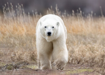 Wall Mural - the polar bear (ursus maritimus) is a large bear native to the arctic and nearby areas. it is closel
