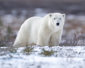 Wall Mural - the polar bear (ursus maritimus) is a large bear native to the arctic and nearby areas. it is closel