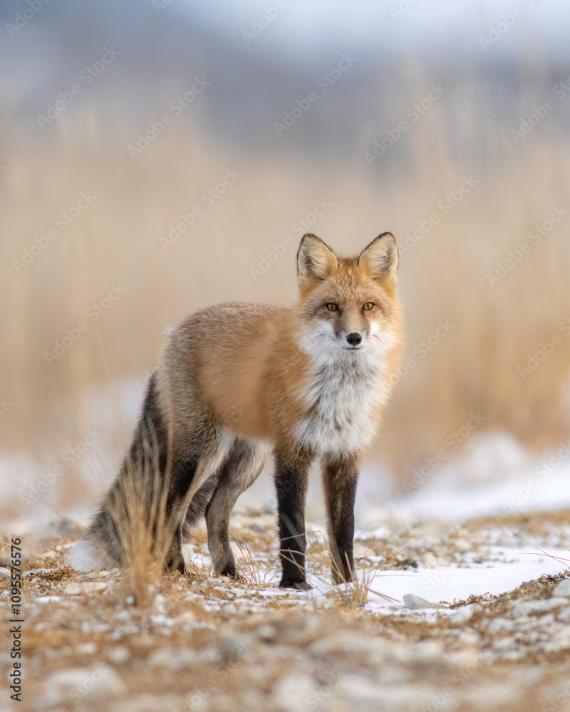 Red Fox (Vulpes vulpes), largest of the true foxes and one of the most ...
