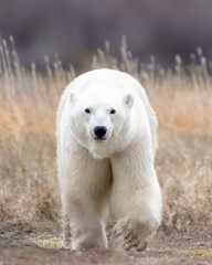 Wall Mural - the polar bear (ursus maritimus) is a large bear native to the arctic and nearby areas. it is closel