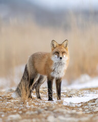 Wall Mural - Red Fox (Vulpes vulpes),  largest of the true foxes and one of the most widely distributed members of the order Carnivora, being present across the entire Northern Hemisphere 