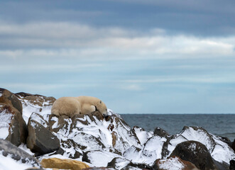 Wall Mural - the polar bear (ursus maritimus) is a large bear native to the arctic and nearby areas. it is closel